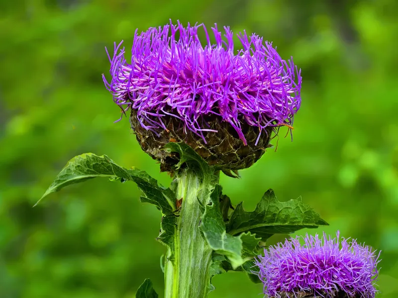 Maral root flower