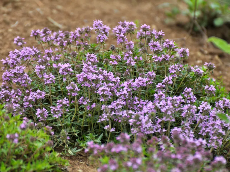 Thyme