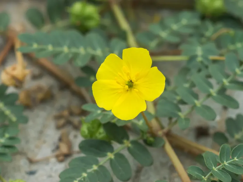 Tribulus terrestris